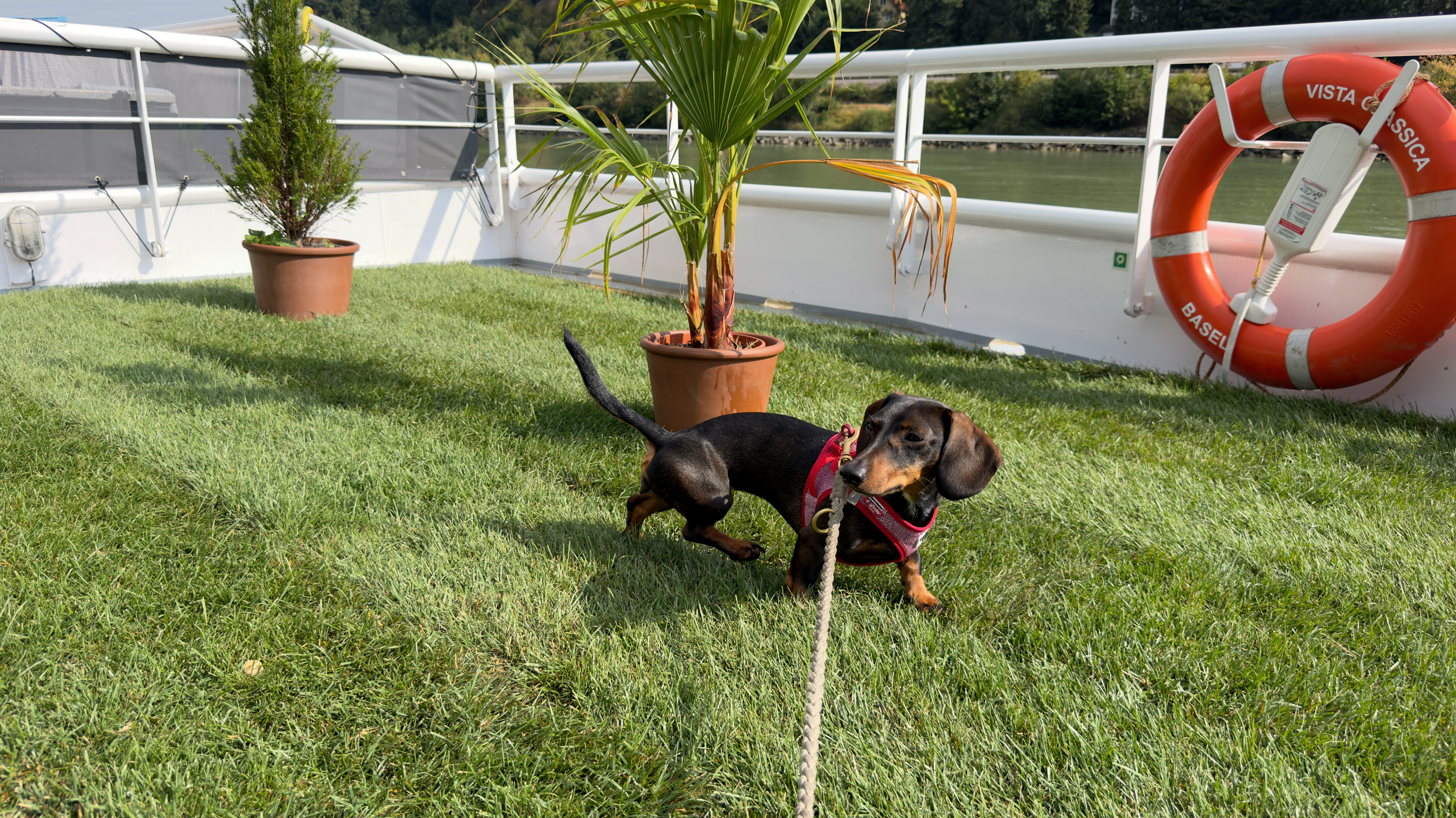 Kreuzfahrt mit Hund, die Hundewiese